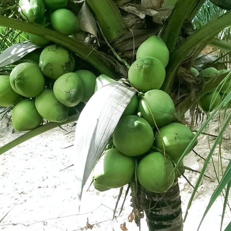 Dừa-xiêm-núm