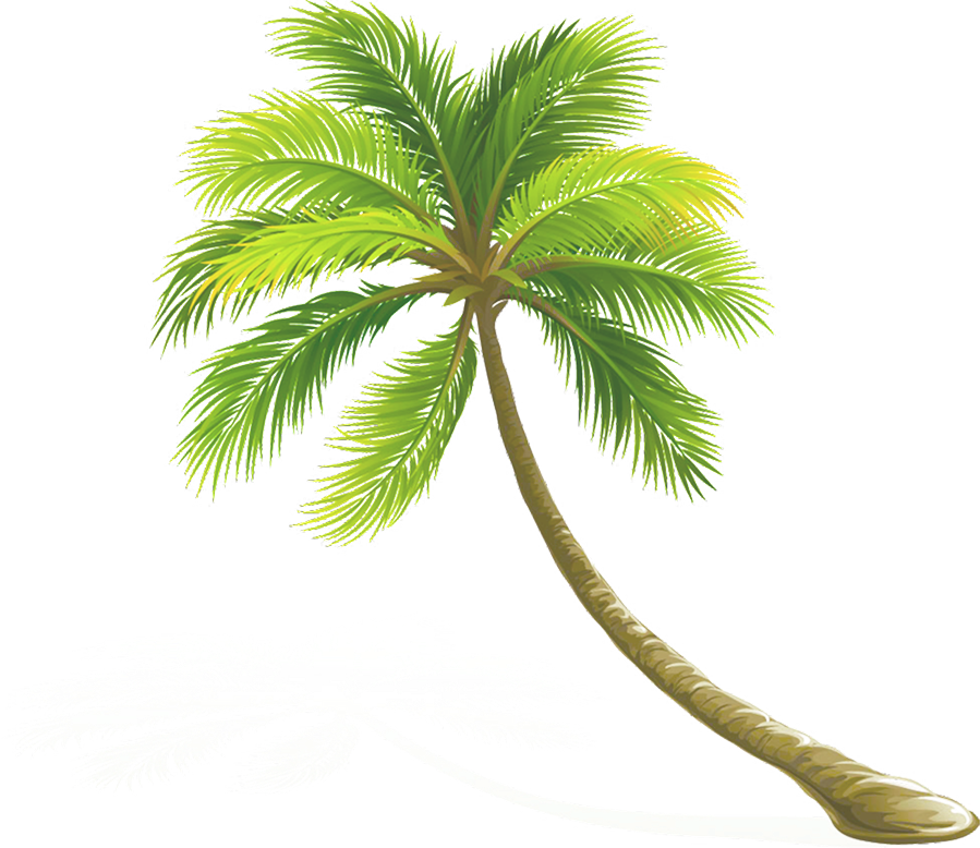 minh họa cây dừa