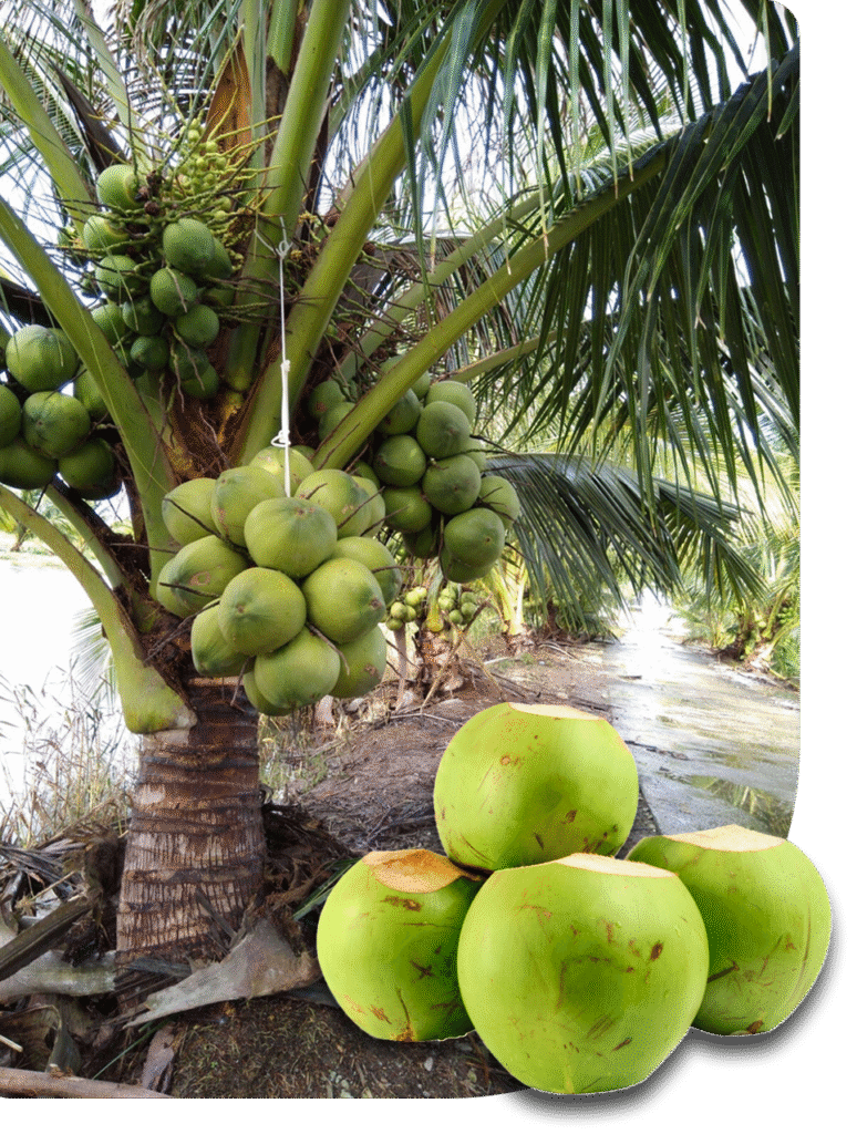 cây và trái dừa 1