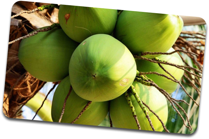 trái dừa xanh
